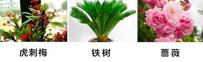 「你的育儿经」一盆绿植竟让孩子踏入“鬼门关”！这些植物有毒，别养