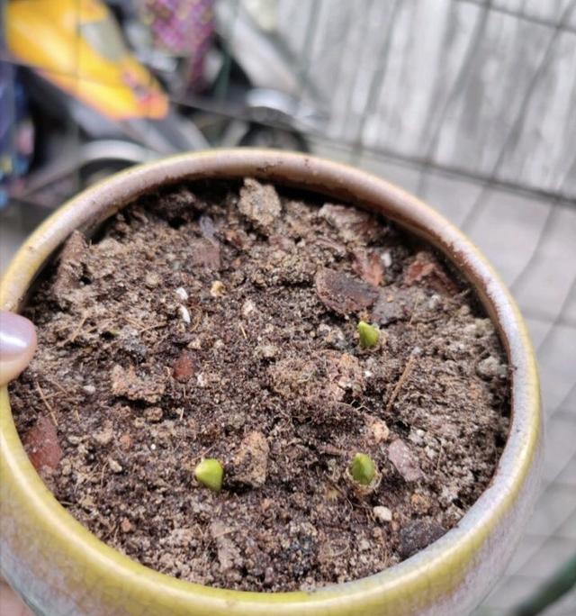 它是受欢迎的“网红花”，花朵像紫色“葡萄”，一串又一串