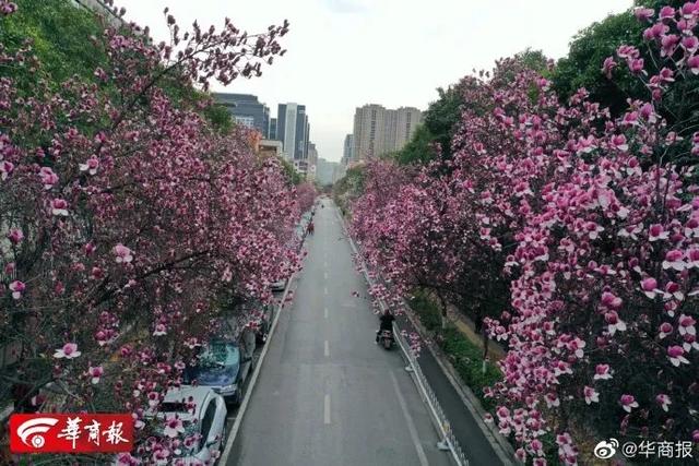 「旅行百事通」实名曝光西安这几个地方的春天，太美了…