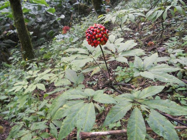 神农本草图经，薯蓣 菊花 甘草 人参 石斛 石龙芮