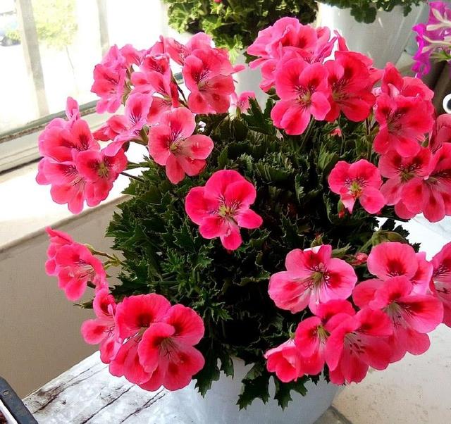 没暖气，忒冷？养花别着急，3个窍门教你，零下20度也不挨冻