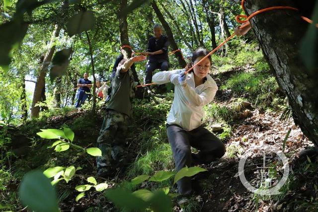 金钗|上游新闻现场见证“金钗”发现 长在悬崖上 鲜品4万元一公斤