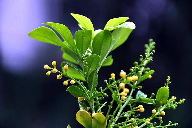 冬天的米兰花按照这3个方法养，枝繁叶茂，运气好还能再次开花