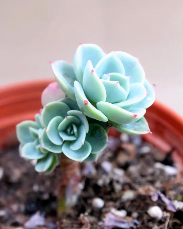 多肉玉蝶繁殖能力强，喜欢的人多，会养的却很少，你会吗？