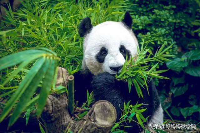 【你的育儿经】想让孩子成才，又不想剥夺他的童年，我该怎么办？