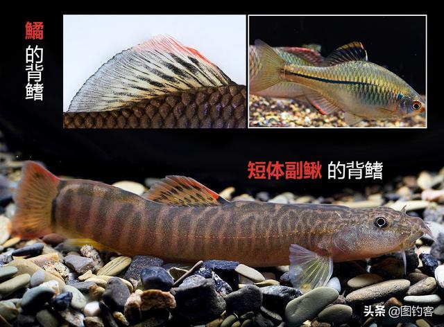 钢鳅| 尾巴红色,有2个品种,观赏性强,从6个方面可详细