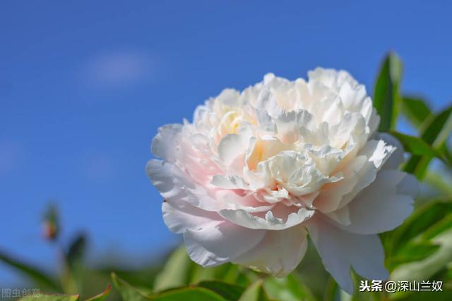 牡丹开花了，花友却很犯愁，三招拯救反季开花的牡丹苗