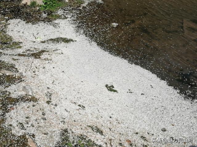 「旅行柚子君」青岛西海岸新区铁橛山下樱花盛开