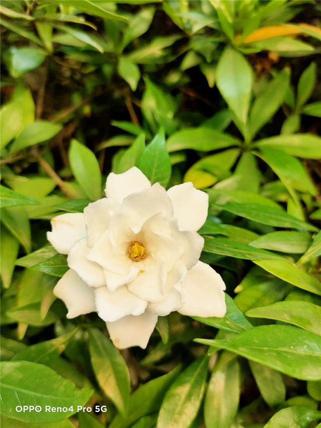 防抖升级 夜拍更强 OPPO Reno4 Pro 快速上手