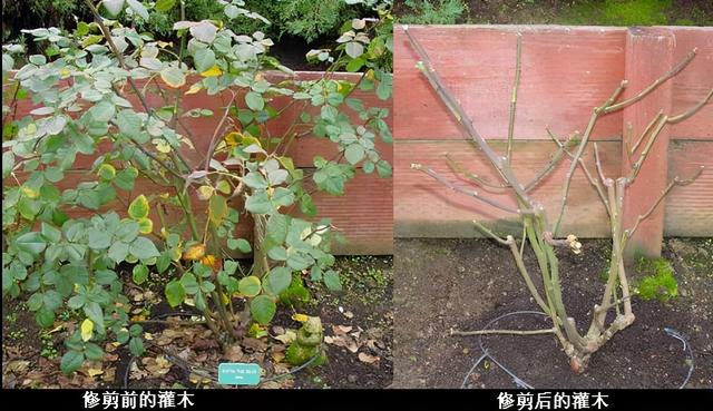 瑞雪兆丰年，把月季养在雪地里，开春长得快、开花多