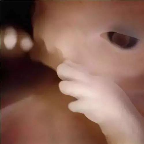 「你的育儿经」感动无数宝妈！胎儿在孕妈体内，发育全过程被拍，孕妈真伟大！