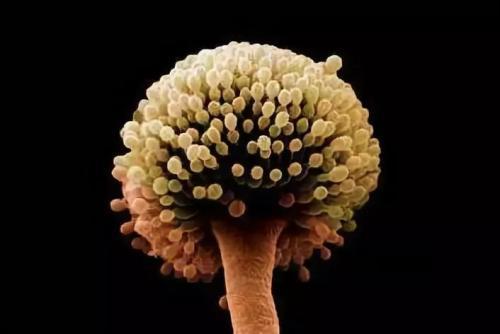 肝脏|误食有毒食物伤肝致癌，"1类致癌物&q