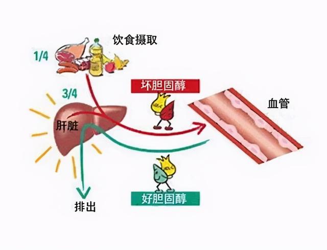 对于高血脂人士，怎样提高高密度脂蛋白的同时降低低密度脂蛋白？