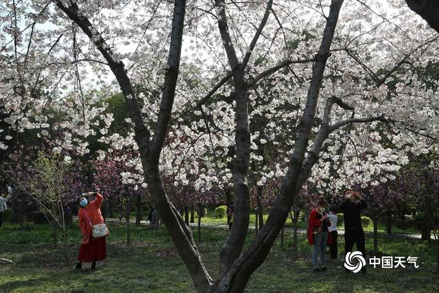 中国天气网:河南驻马店阳光明媚 春花烂漫正当时