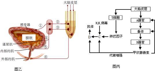 单味药方剂，家家都有，轻松解决夏天大汗、心烦、口渴的烦恼