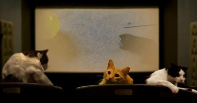 澎湃新闻|电影院关太久,美国人拿出的杀手锏是“猫”