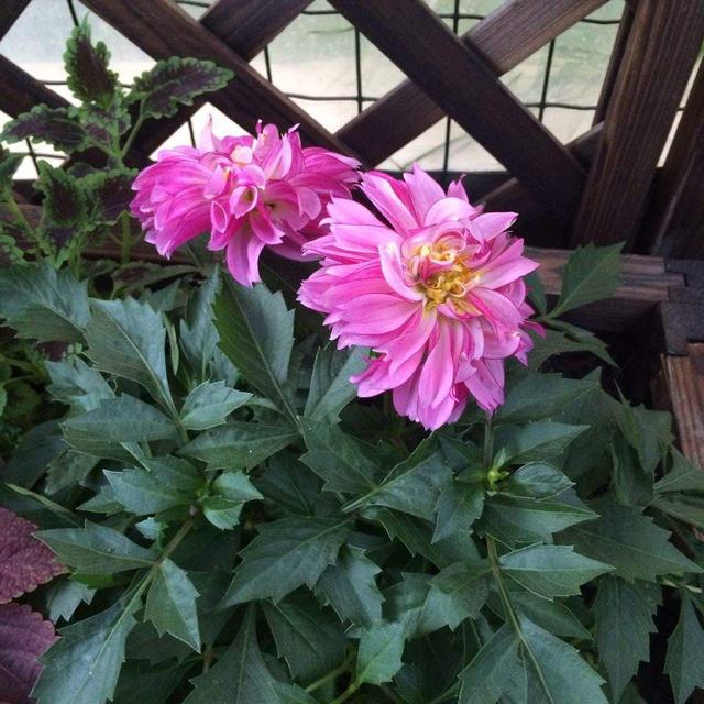 一种听名字很土气的花，开花却是拳头大，盆栽养护更注重方法