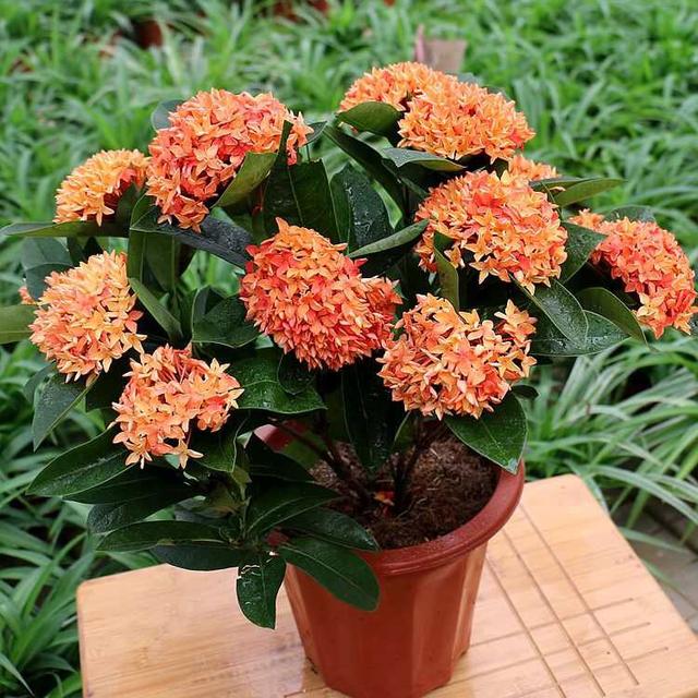 4种花“常年开放、有香味”，家里养1盆，年年有花看
