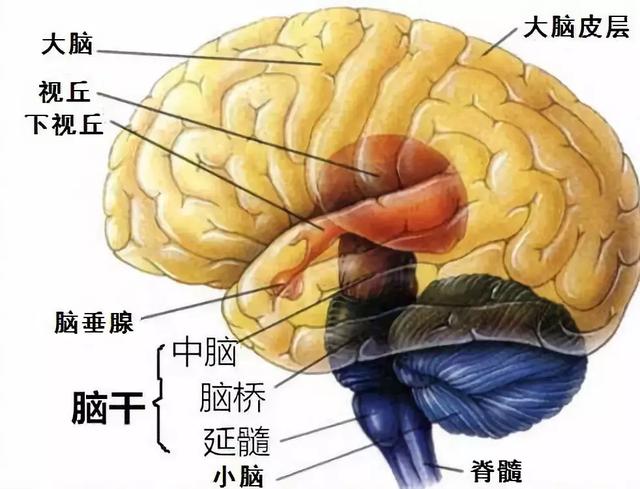 高血压|多数孩子脑出血都发生在打篮球时候，这种运动很危险?