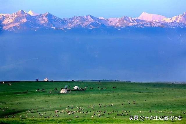 『旅行柚子君』旅行日记——昭苏大草原