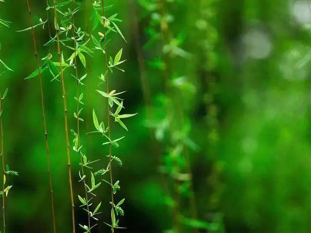 清明|味蕾中思念的味道，清明节吃什么？