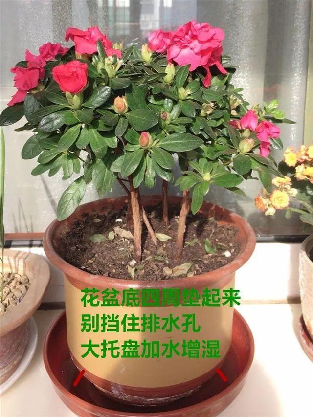 红蜘蛛|这10种花，年年收空盆，没点经验还真不敢养