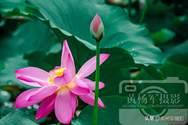 饮了晚风■荷花盛开的夏天,绿叶中娇美的花朵很漂亮