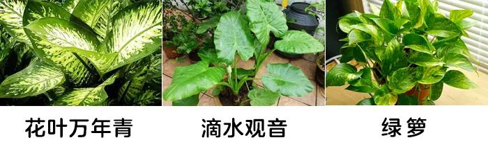 「你的育儿经」一盆绿植竟让孩子踏入“鬼门关”！这些植物有毒，别养