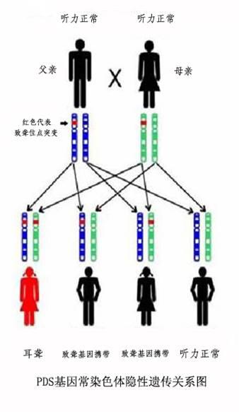 听力|第一个孩子患有先天耳聋，还能生下健康孩子吗？专家：耳聋基因检测便于早期诊断和干预