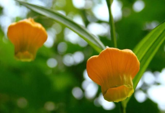 这几种花最适合过年养，朵朵小花似红灯笼，挂在枝头很喜庆