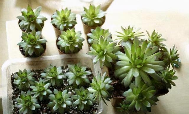 观音莲长势差，勤做三个“小动作”，不易穿裙子，养成群生小老桩