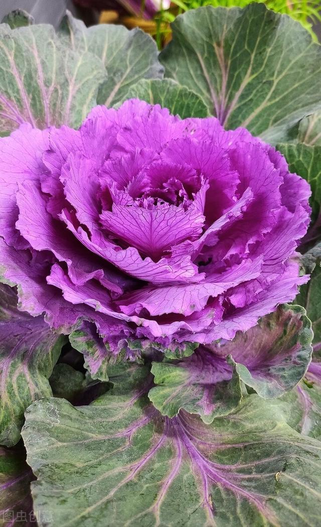 她家院子里冬天只种一种花，下雪也能常开不败，让人羡慕