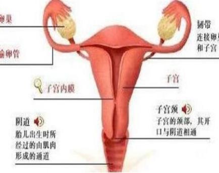 『你的育儿经』产后肚子还是圆鼓鼓的怎么办？