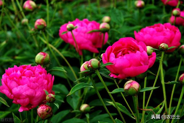 被誉为“花仙”的芍药，几月份栽种最好？