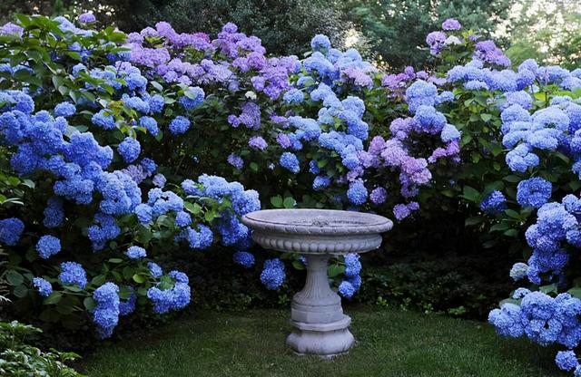 大咖分享 | 蓝色花境植物有那些？