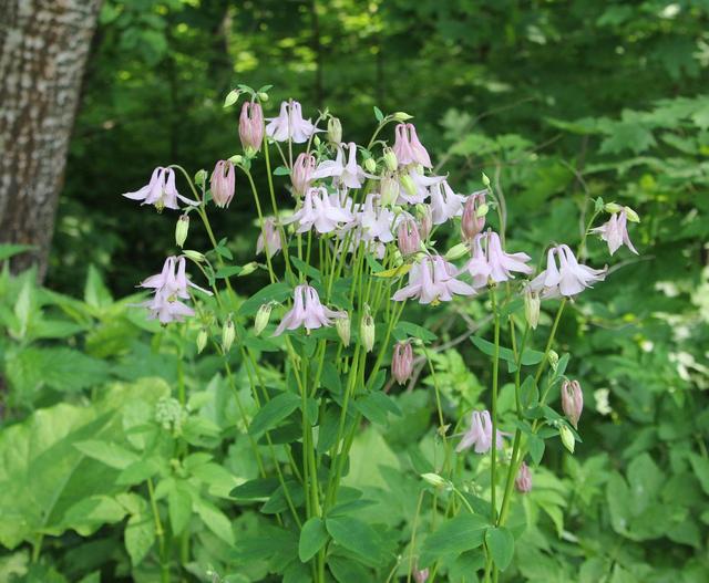 欧耧斗菜 Aquilegia vulgaris