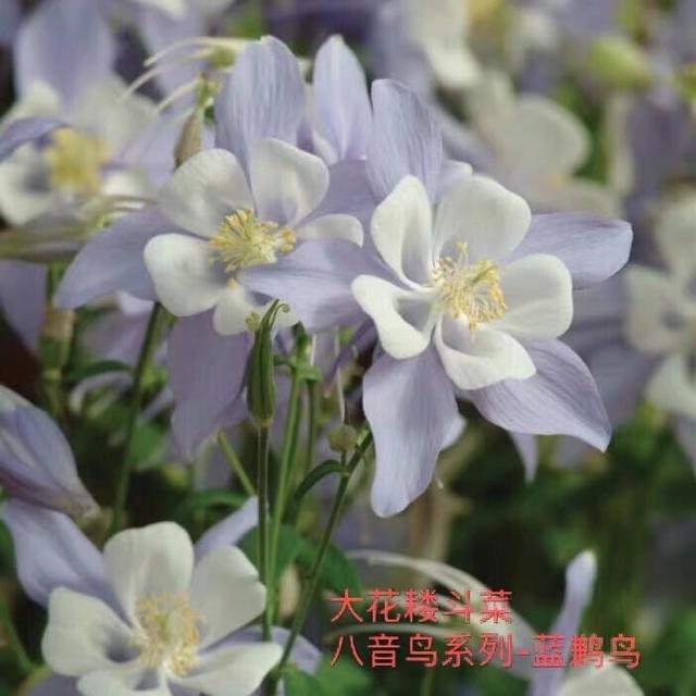 名字叫做“耧斗菜”，花朵却又“仙气飘飘”，今年的网红花