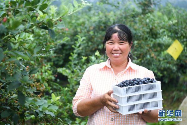 7月8日,村民在重庆南川兴隆镇金花村的蓝莓标准化种植基地展示刚采摘