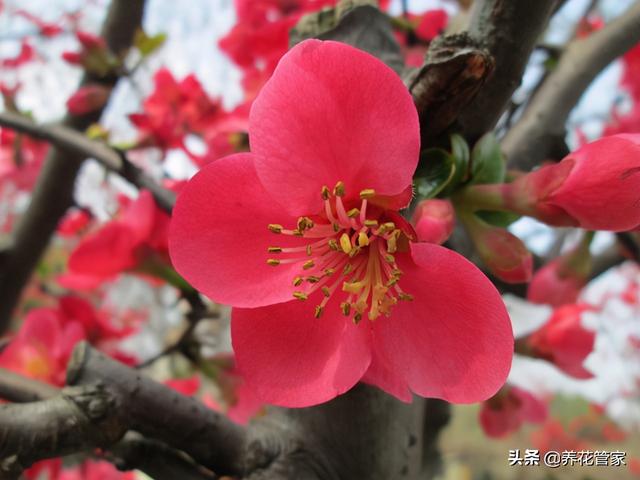 贴梗海棠，最“绝色”的海棠花，地栽、盆景两相宜