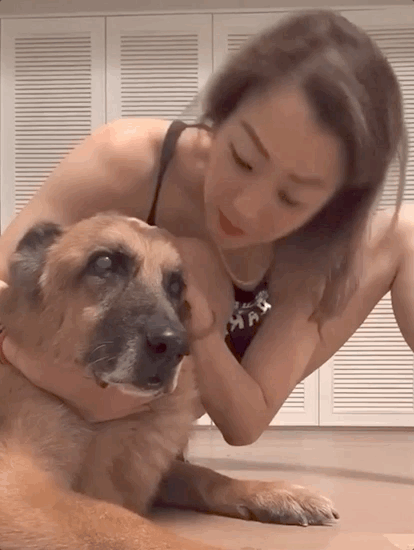48岁郑秀文帮15岁爱犬按摩拉筋,尽职尽责陪它走完最后一程巴拉啦解说