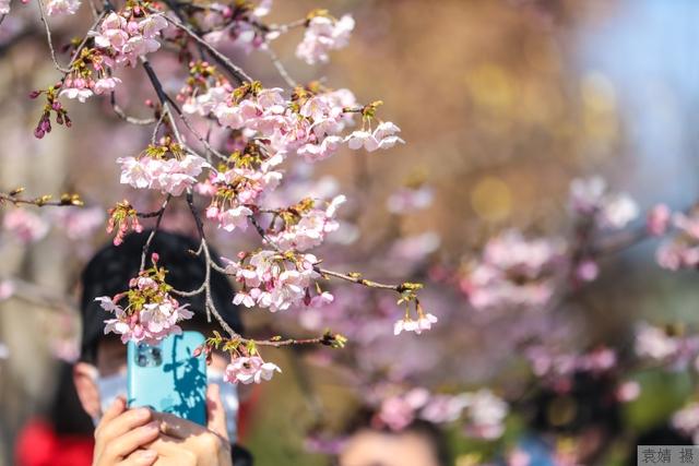 双相障碍|菜花金黄时节防患精神“感冒”，精神疾病发作真有季节性？