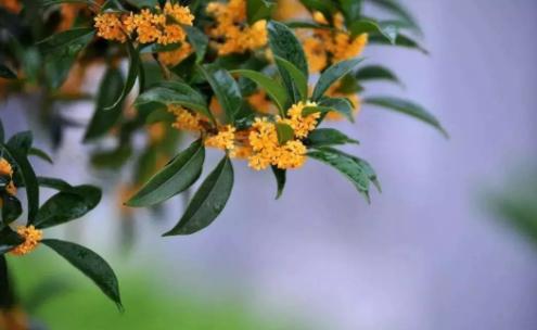 一年两季开花节，共度桂花飘香季，祝祖国繁荣昌盛，亲人平安顺意