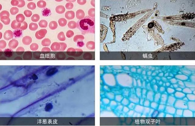 你的育儿经■让孩子放下手机看世界,风靡全日本主妇的方法