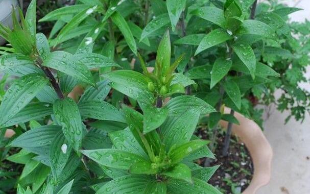 盆栽百合：将6个地方把控到位，开花又大又美、香味还持久