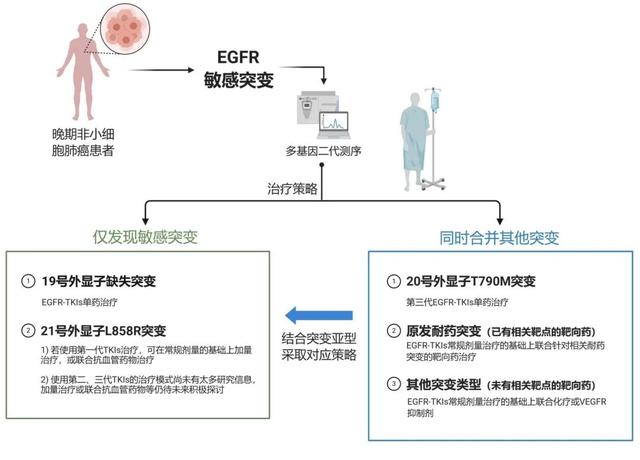 权威解读：EGFR敏感突变肺癌靶向治疗原发耐药的机制及临床对策