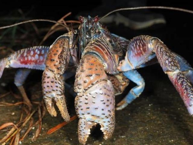 有些海鲜不能“以貌取人”，虽然“丑”，但是很鲜美，就是有点贵