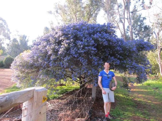 大咖分享 | 蓝色花境植物有那些？