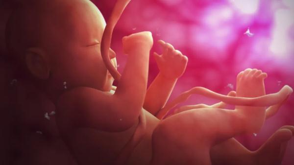 细胞|“母子连心”、“无师自通”原来竟与它有关