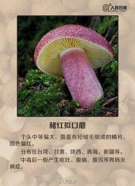 医院|桂林5人被野生菌放倒！中毒者事后回忆：吃起来又脆又甜……