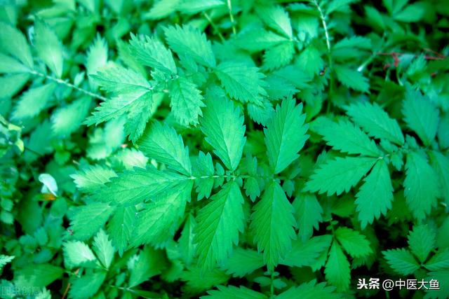 张廷模中药学讲稿 50 鹤草芽 槟榔 仙鹤草 白及 血余炭